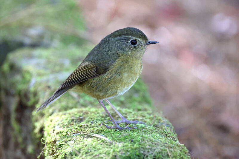 Collared Bush Robin female