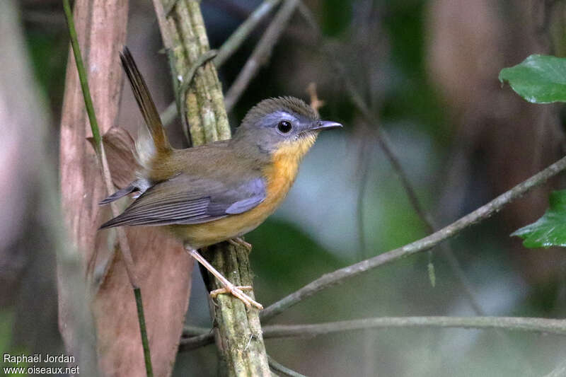 East Coast Akalatadult, identification