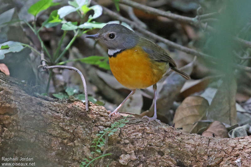 Rougegorge de Swynnerton mâle adulte, identification