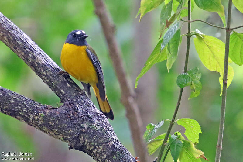 White-starred Robinadult, identification