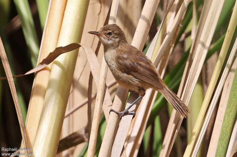 Lesser Swamp WarblerFirst year, identification