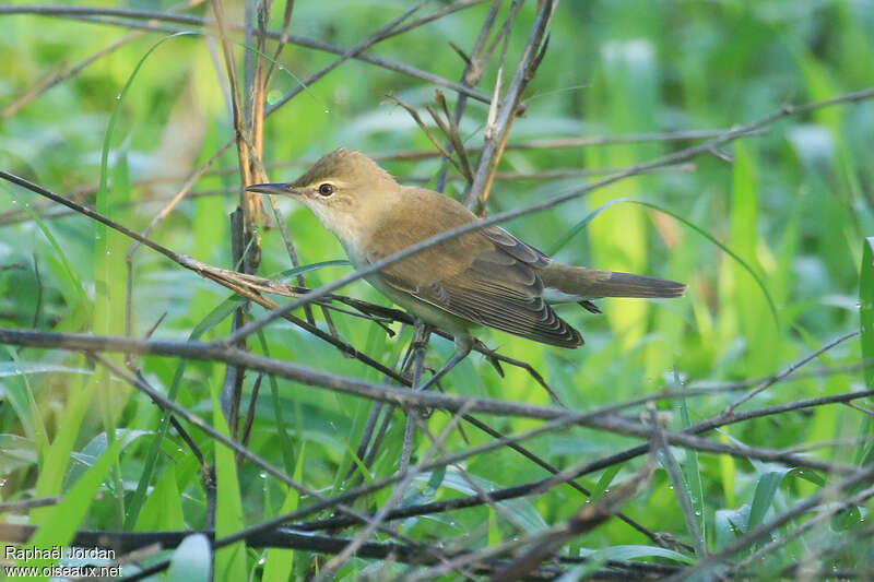 Rousserolle d'Irak, identification