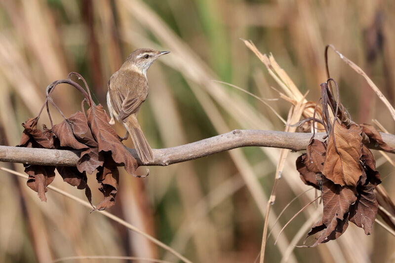 Paddyfield Warbler