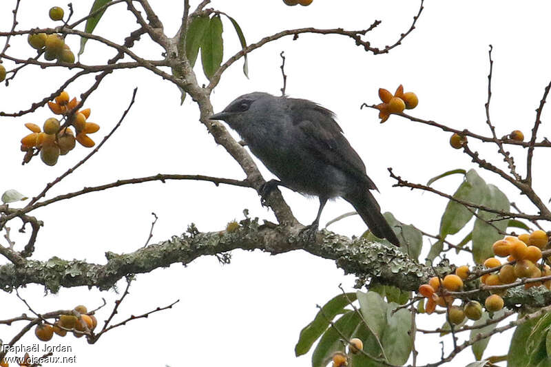 Rufipenne de Kenrick femelle adulte, identification