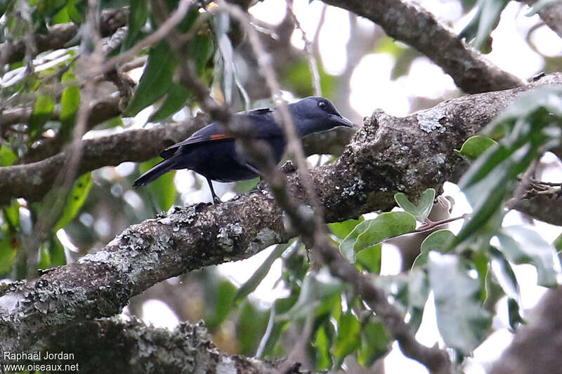 Rufipenne de Waller femelle adulte, identification