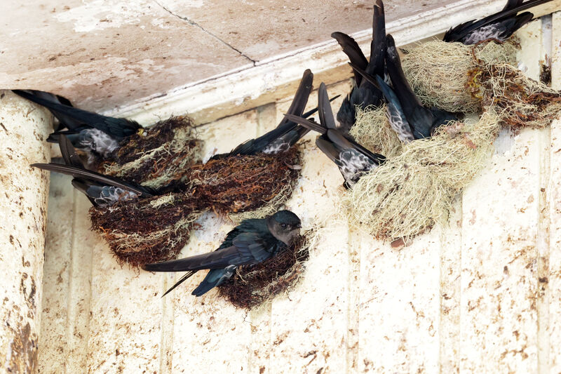 Plume-toed Swiftlet, Reproduction-nesting