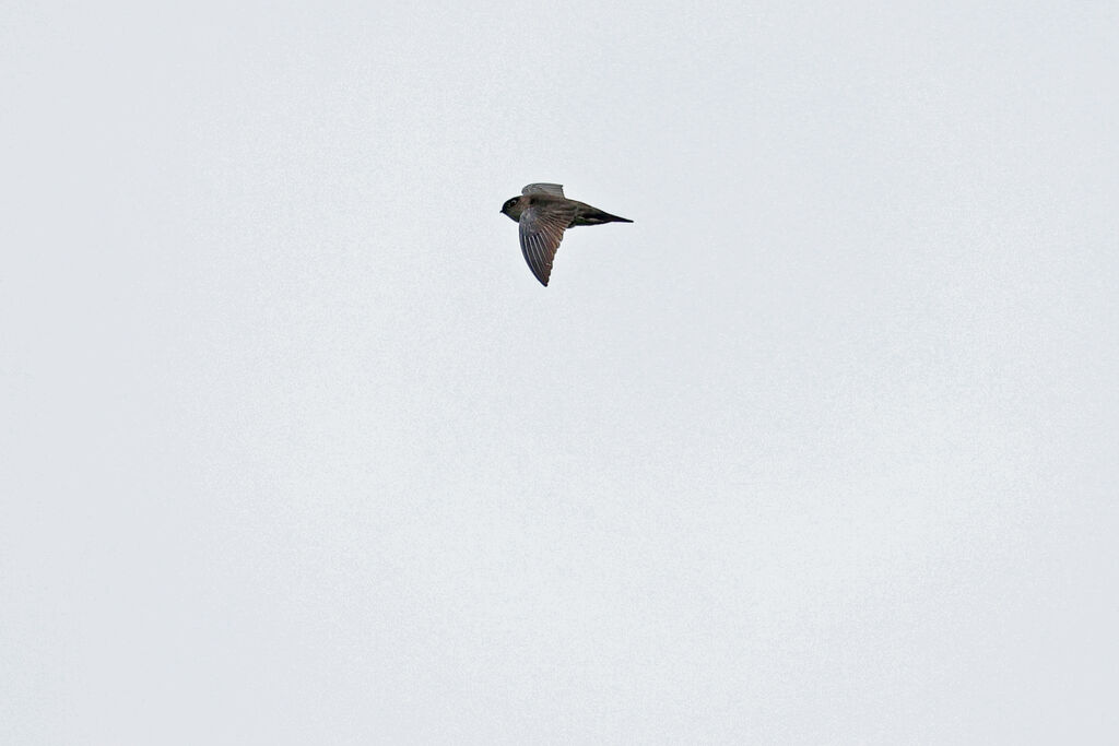 Philippine Swiftlet