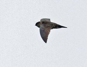 Salangane de Mearns
