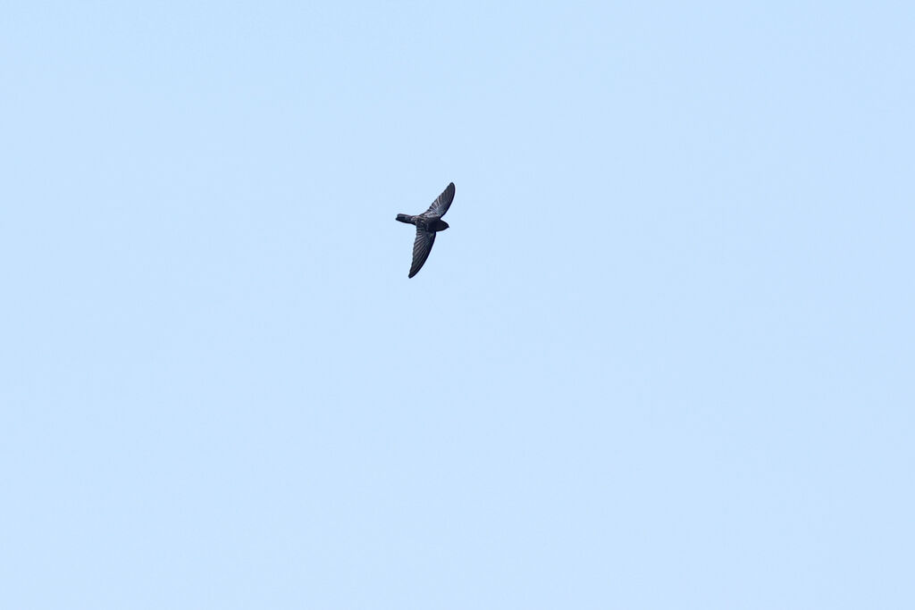 Tenggara Swiftlet