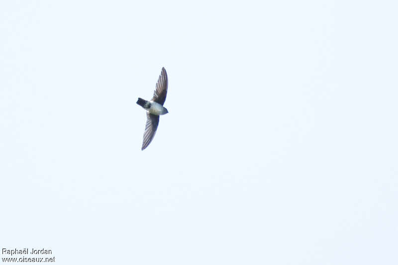 Bornean Swiftlet