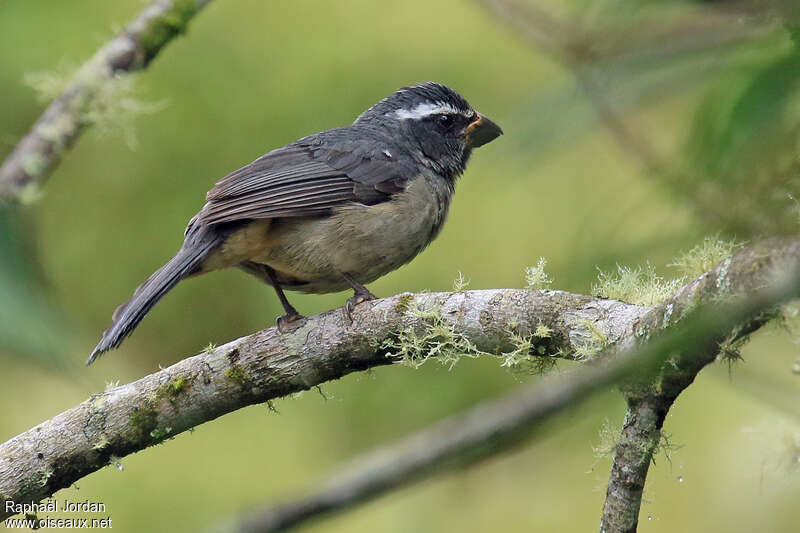 Saltator à bec épaisadulte, identification