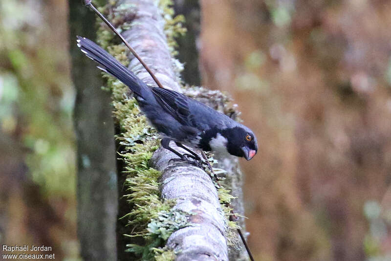 Masked Saltatoradult, identification