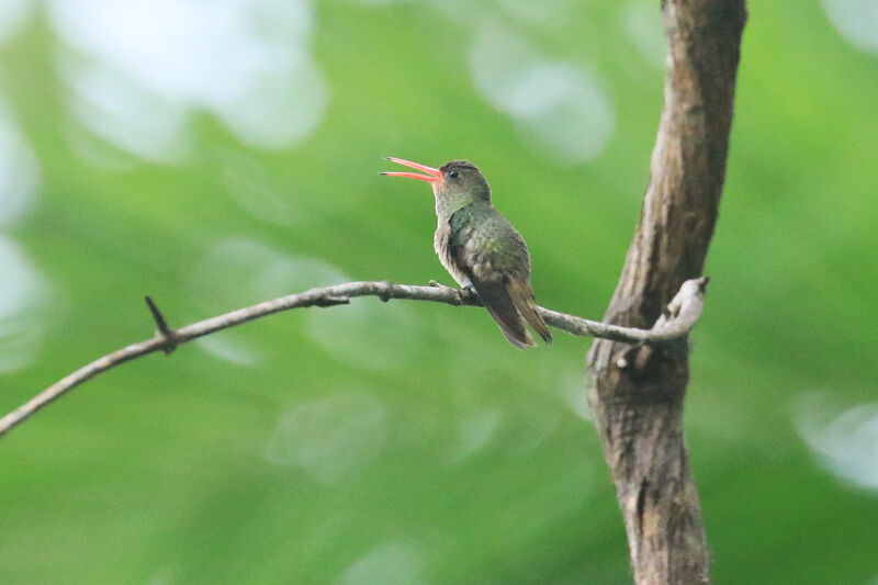 Gilded Sapphire female adult breeding, song