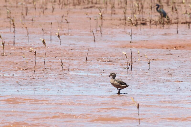 Bernier's Teal