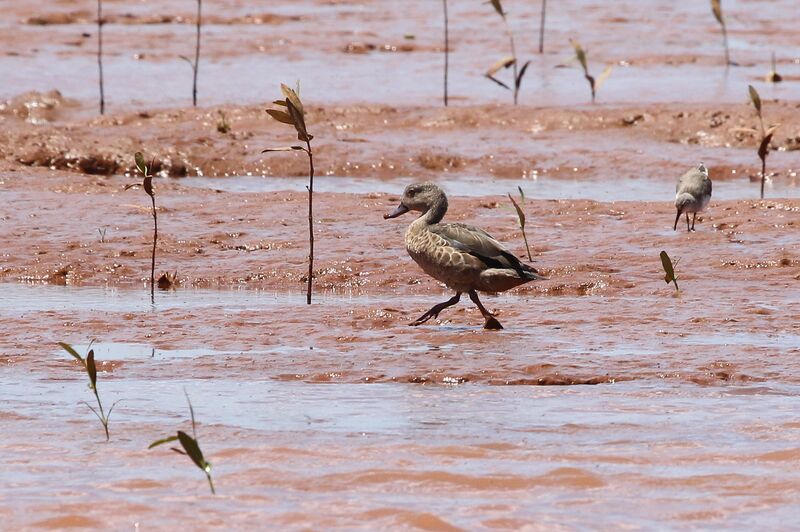 Bernier's Teal