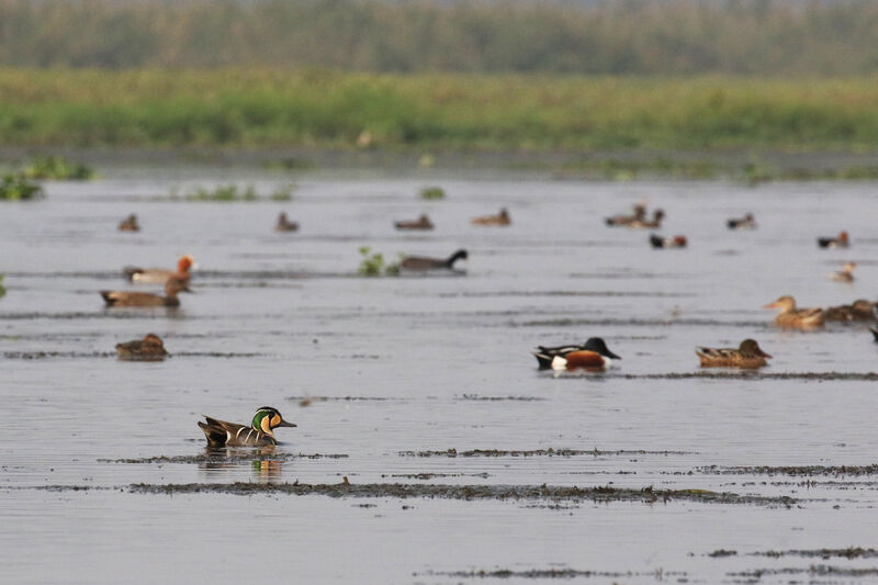 Baikal Teal male adult breeding