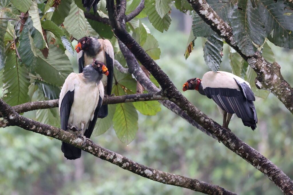 Sarcoramphe roiadulte