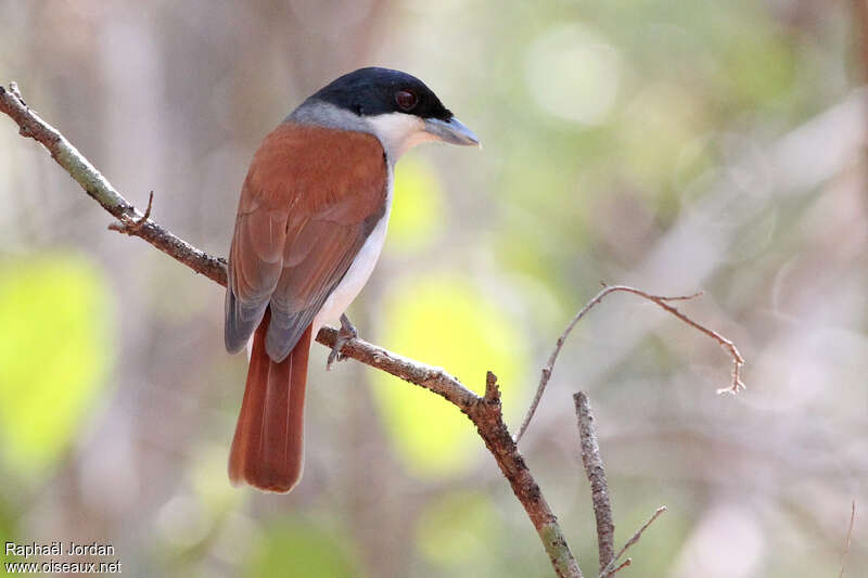 Rufous Vanga female adult, identification