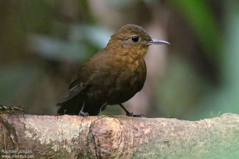 Short-billed Leaftosseradult