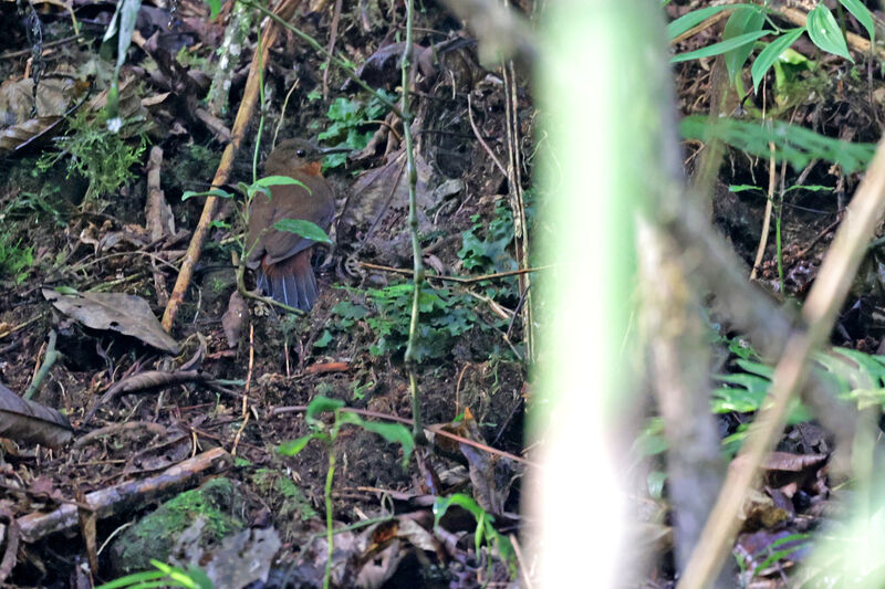 Tawny-throated Leaftosser