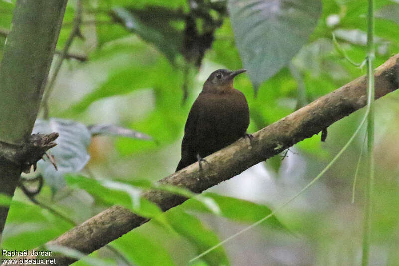 Dusky Leaftosseradult