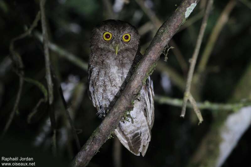 Scops du Chocóadulte, portrait