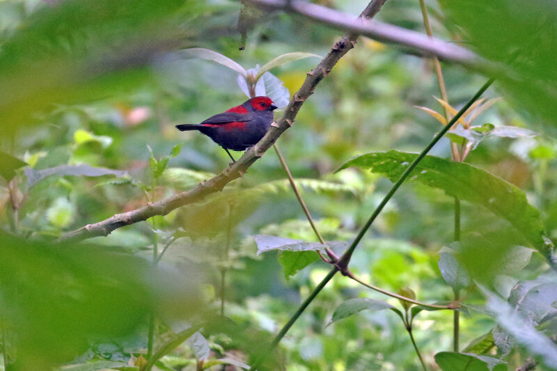 Dusky Crimsonwing male adult