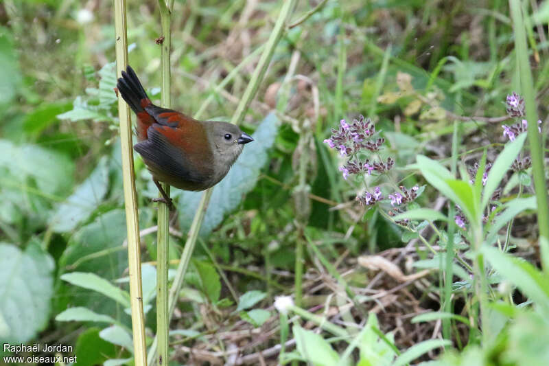 Abyssinian Crimsonwingadult, habitat, pigmentation