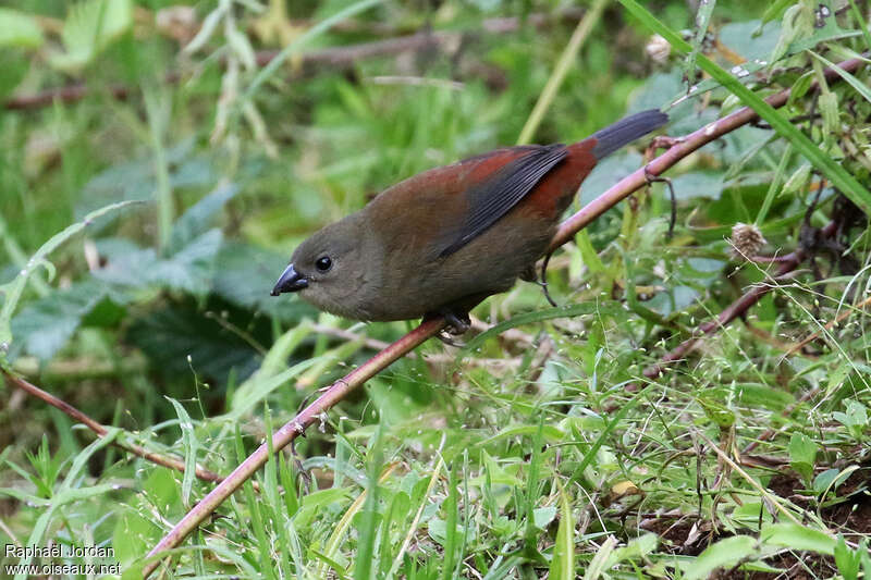 Abyssinian Crimsonwingadult, identification