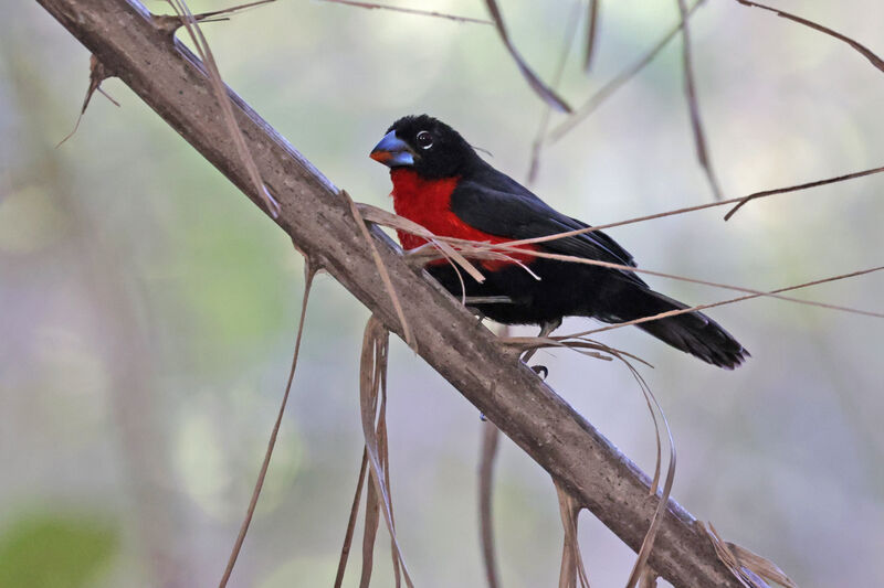 Western Bluebill male adult