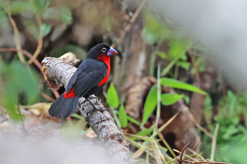 Western Bluebill male adult