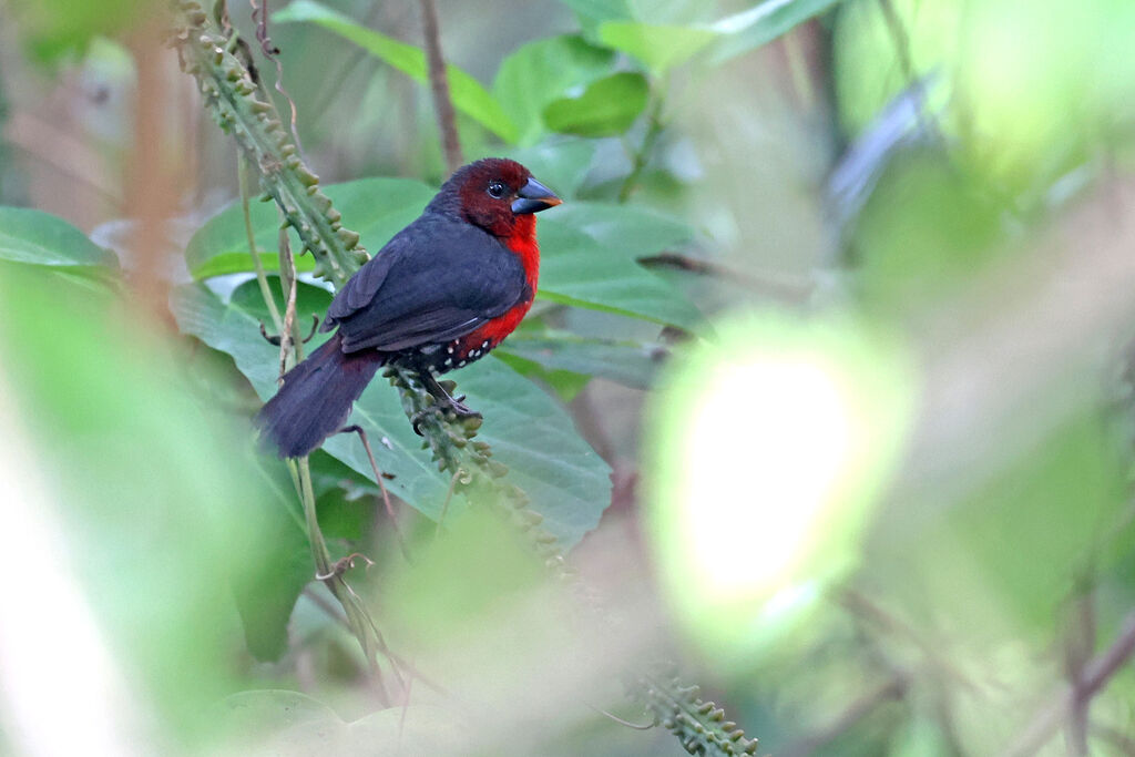 Western Bluebill female adult