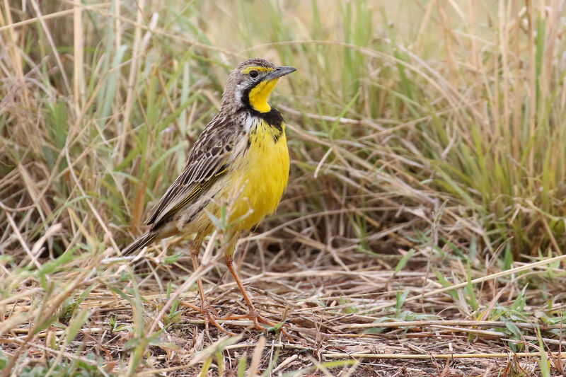 Yellow-throated Longclawadult breeding