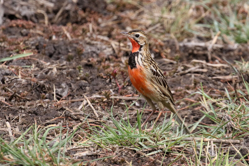 Rosy-throated Longclawadult