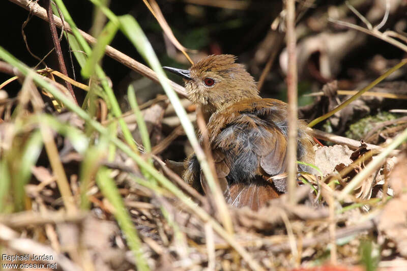 Séricorne de l'Athertonadulte, identification