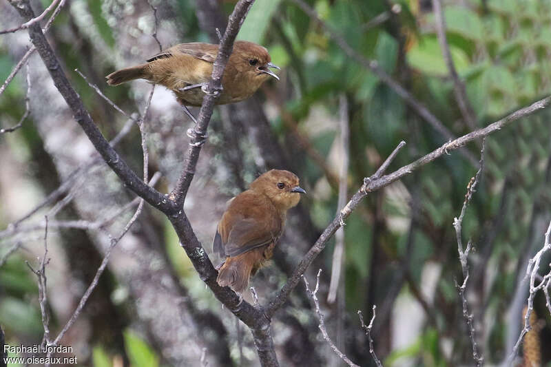 Large Scrubwren, Behaviour