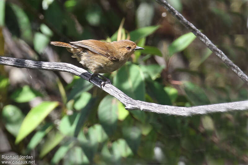 Large Scrubwrenadult, identification