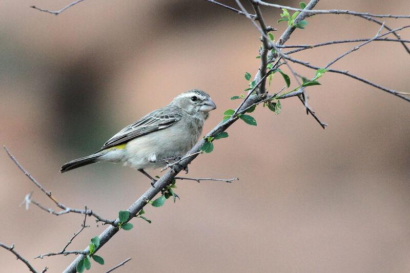 Serin à gorge blanche