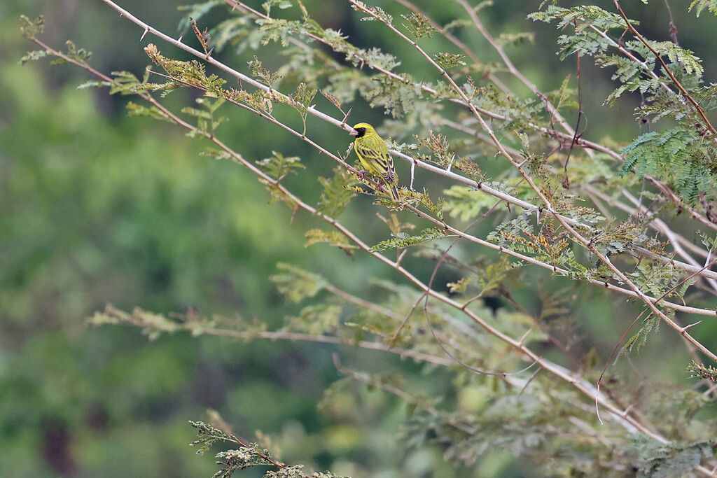 Serin à masque noir