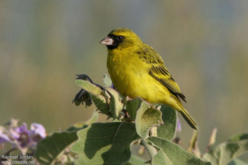 Serin d'Abyssinie mâle adulte, identification