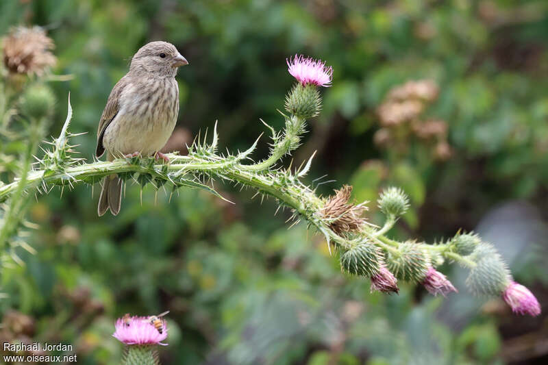 Arabian Serinadult, identification