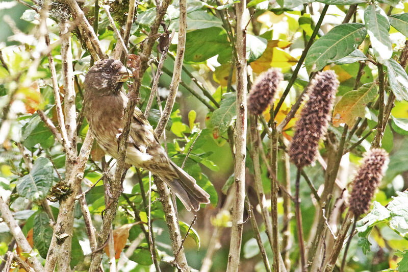 Serin de Burtonadulte