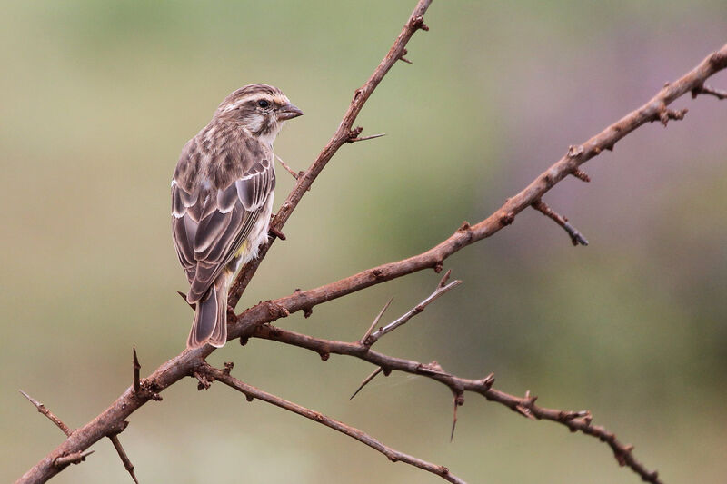 Reichenow's Seedeater