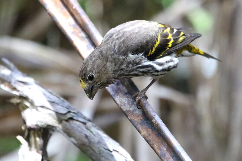 Indonesian Serin male adult