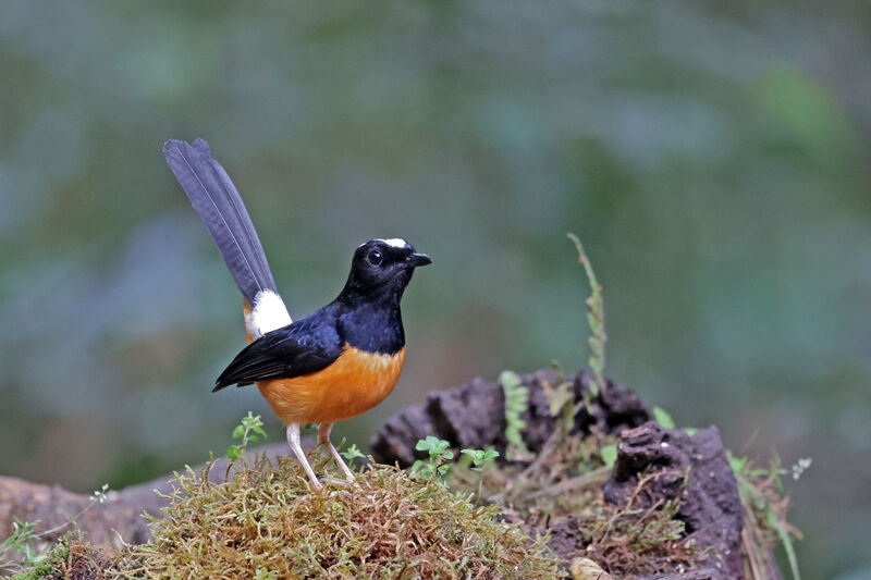 White-crowned Shama