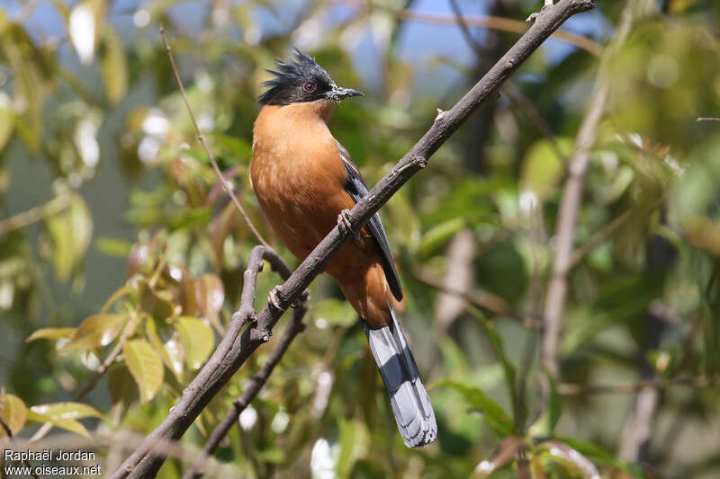 Sibia casquéeadulte