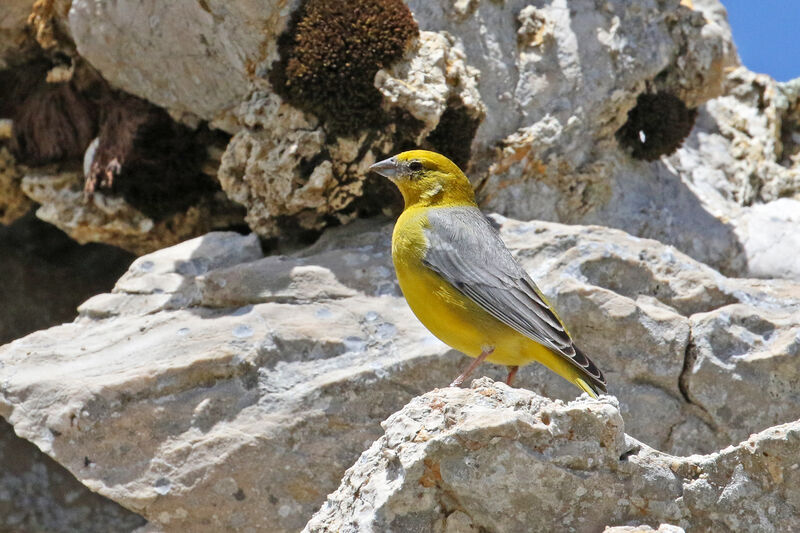 Bright-rumped Yellow Finch male adult