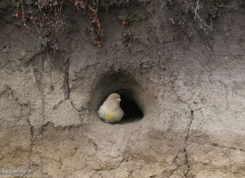 Patagonian Yellow Finchjuvenile, identification, Reproduction-nesting