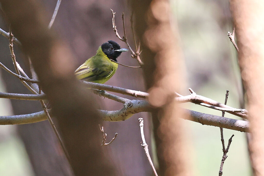 Bare-throated Whistler male adult