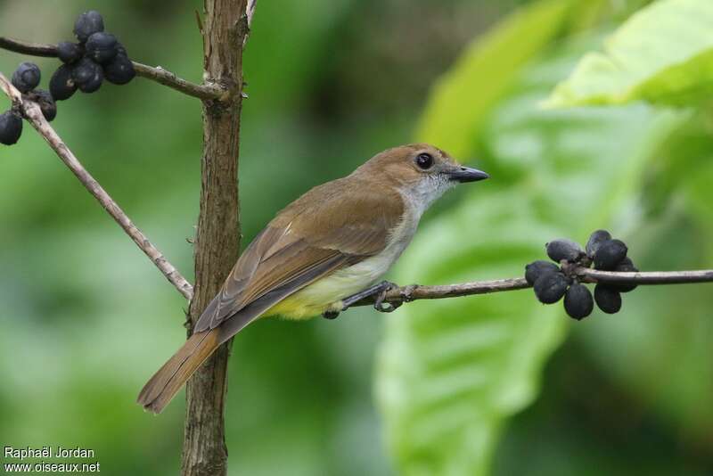 Siffleur à ventre jauneadulte, identification